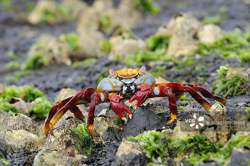 加拉帕戈斯群岛的红岩蟹图片素材