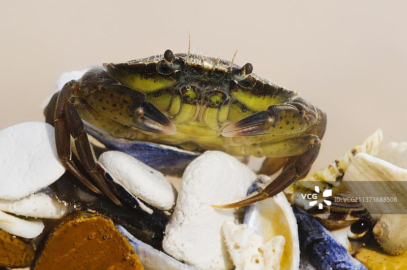 欧洲绿蟹幼体图片素材