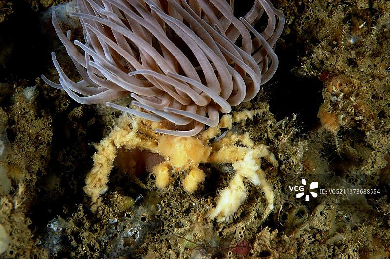 长腿蜘蛛蟹：英格兰多塞特郡波特兰湾图片素材