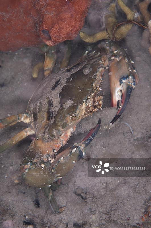 锯爪匙蟹（Etisus utilis）成年个体在夜晚以光敏感海参（Holothuria impatiens）为食，伦巴塔岛，索洛群岛，小巽他群岛，印度尼西亚，亚洲图片素材