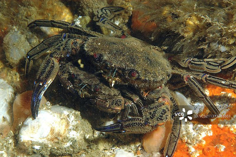 英国绒毛梭子蟹成年对蟹交配图片素材