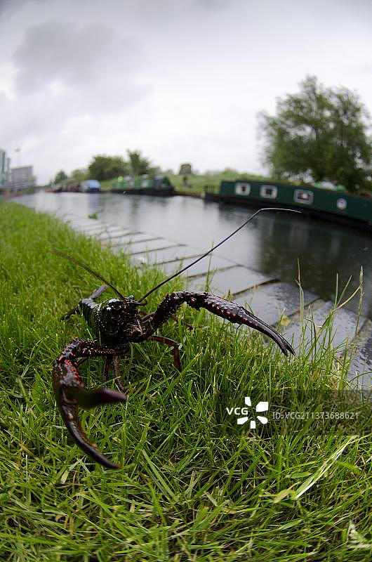 路易斯安那小龙虾（克氏原螯虾）：引入的入侵物种，成体，在运河岸边，摄政运河，伦敦，英国，欧洲图片素材