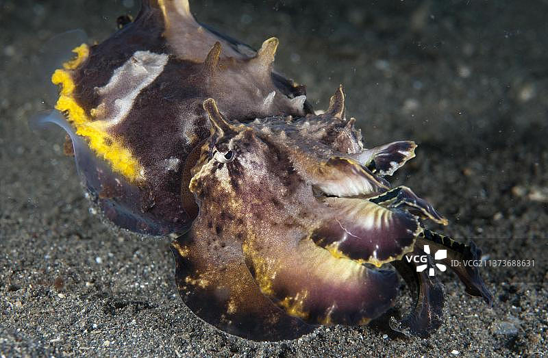 火焰乌贼：防御姿态（蓝碧海峡）图片素材