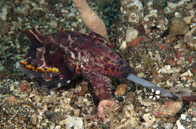 正在觅食的成年火焰乌贼，位于印度尼西亚苏拉威西岛伦贝海峡图片素材