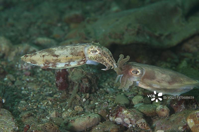 宽鳍乌贼成年配对图片素材
