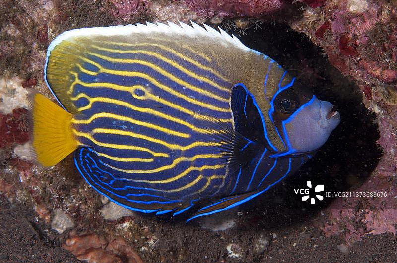 皇帝神仙鱼(Pomacanthus imperator),皇帝鱼,其他动物,鱼类,动物,皇帝神仙鱼成年,夜间颜色,珊瑚礁,沙拉亚海滩度假村,巴厘岛,小巽他群岛图片素材