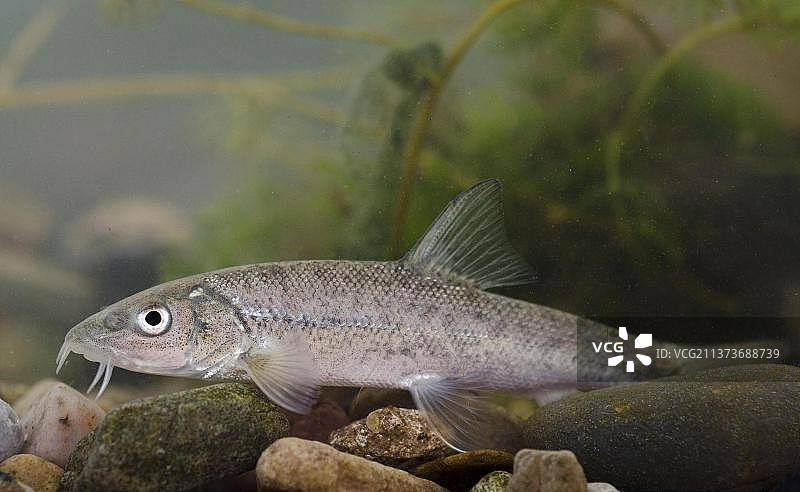 水箱中的幼年普通倒钩鲃（Barbus barbus），诺丁汉，诺丁汉郡，英格兰，英国，欧洲图片素材