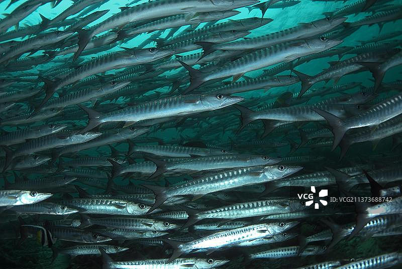 黑鳍金梭鱼图片素材