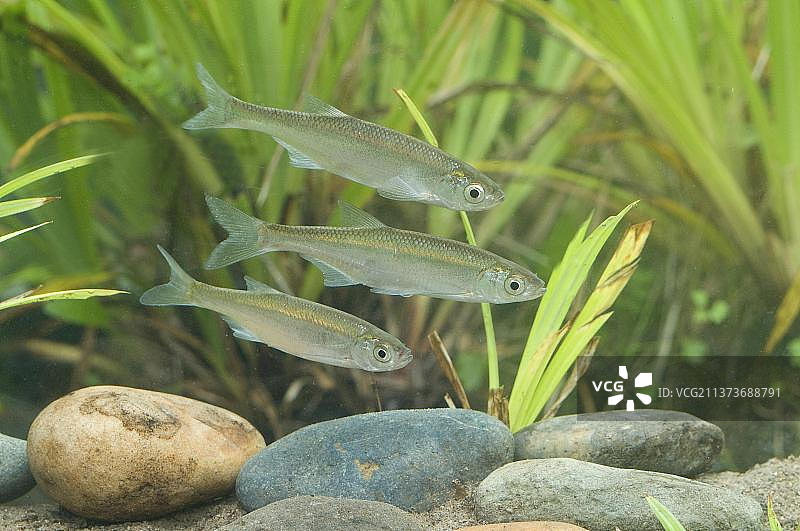 三种鱥鱼成鱼，英国苏塞克斯图片素材