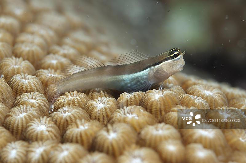 班达塘鳢，硬珊瑚上的班达塘鳢（Ecsenius bandanus）成年个体，伦巴塔岛，索洛群岛，小巽他群岛，印度尼西亚，亚洲图片素材