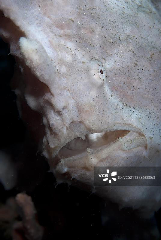 大个的科默森氏栉 Ang (Antennarius commersonii)，头部特写，位于印度尼西亚小巽他群岛巴厘岛Seraya的布拉肯图片素材