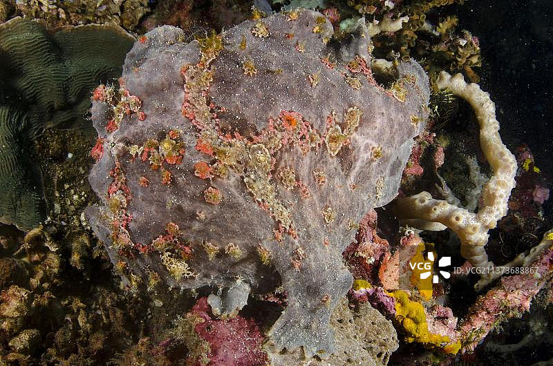 成年康氏躄鱼（Antennarius commersonii）伪装在礁石上，科莫多国家公园，小巽他群岛，印度尼西亚，亚洲图片素材