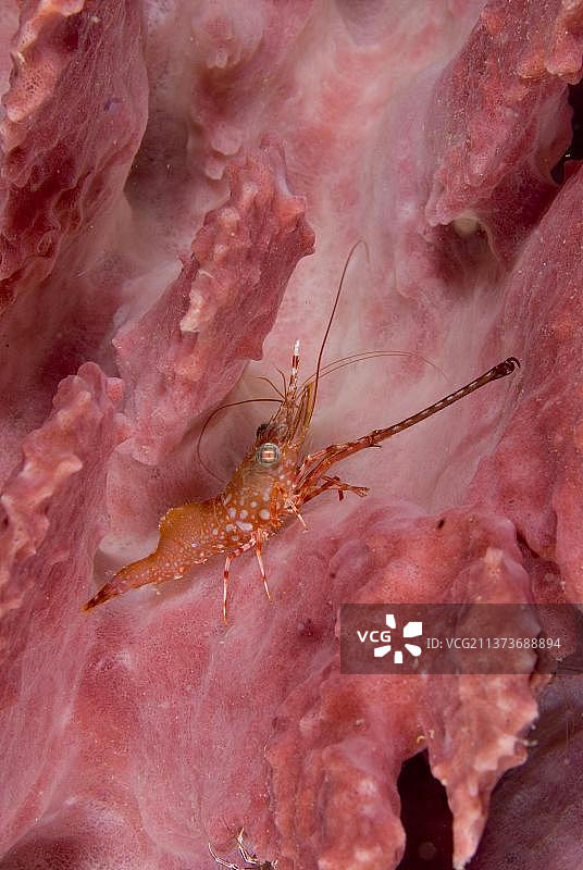 苏拉威西岛伦贝岛：桶状海绵上的亨德森喙虾图片素材