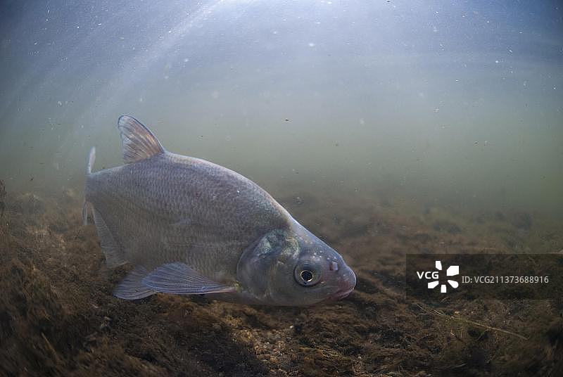 欧洲鳊鱼在特伦特河中游泳图片素材