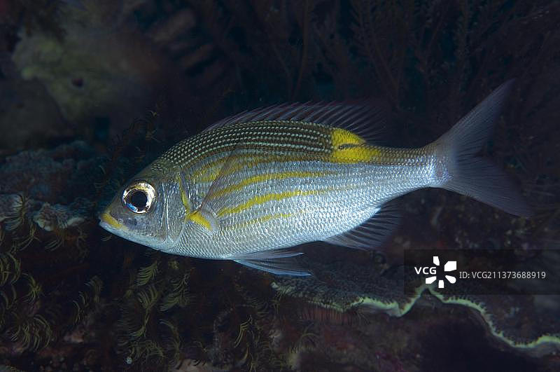 条纹大眼鲷，成鱼在珊瑚礁中游泳图片素材