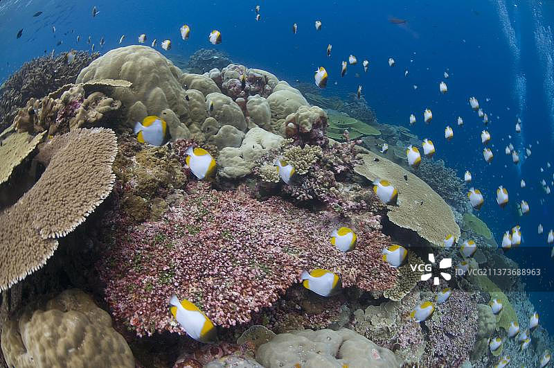 黄金蝶鱼，珊瑚礁栖息地图片素材