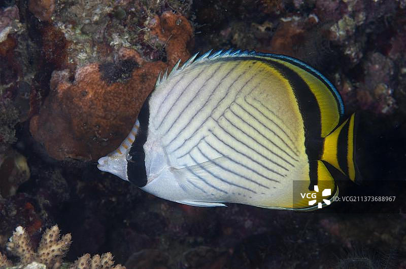 夜间在礁石中游泳的流浪蝴蝶鱼，韦塔岛，巴拉特达亚群岛，小巽他群岛，马鲁古省，印度尼西亚，亚洲图片素材