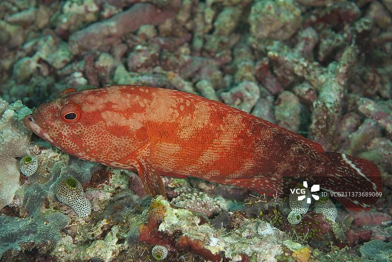 旗尾石斑鱼，栖息于诗巴丹岛礁，沙巴，婆罗洲，马来西亚，亚洲图片素材