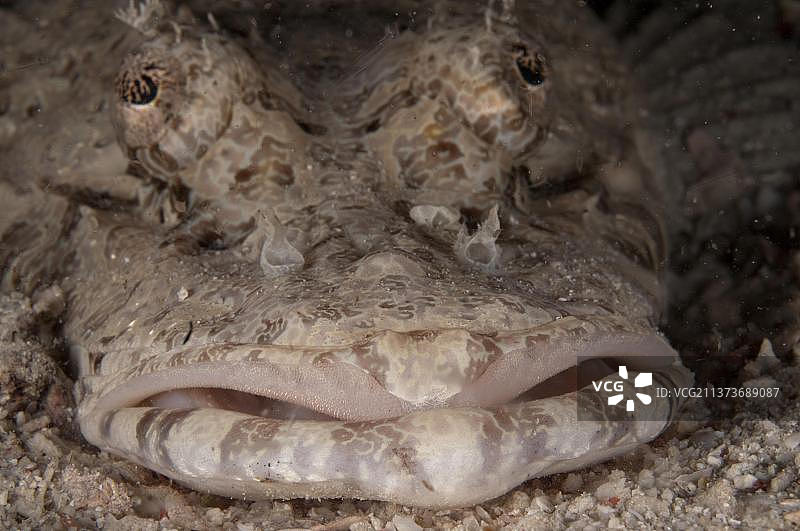 博福特鳄头鱼图片素材