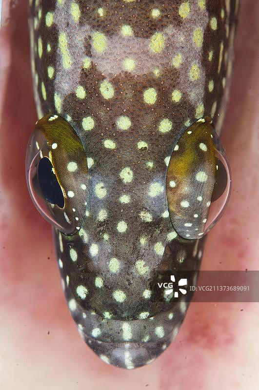 红点石斑鱼特写，栖息于印度尼西亚苏拉威西岛海绵上图片素材
