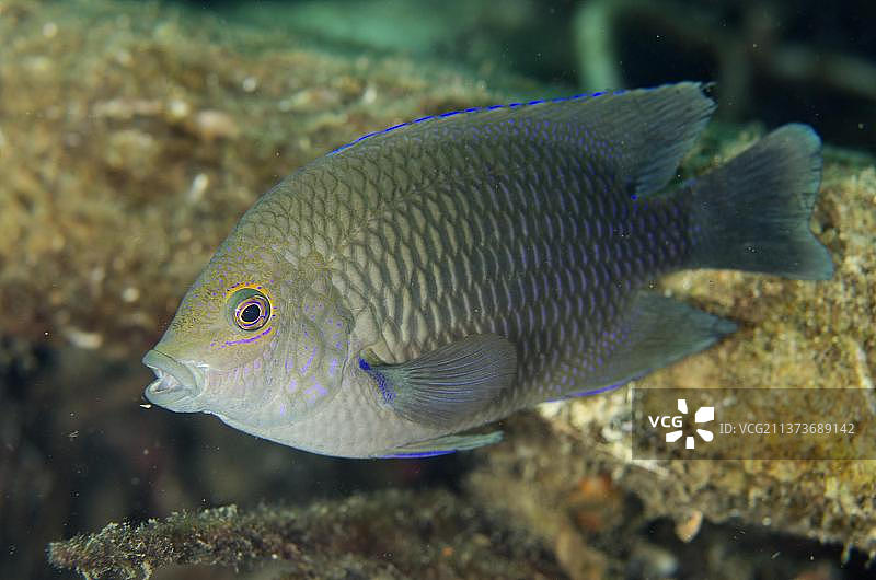 安汶雀鲷成年鱼苏拉威西蓝碧海峡图片素材