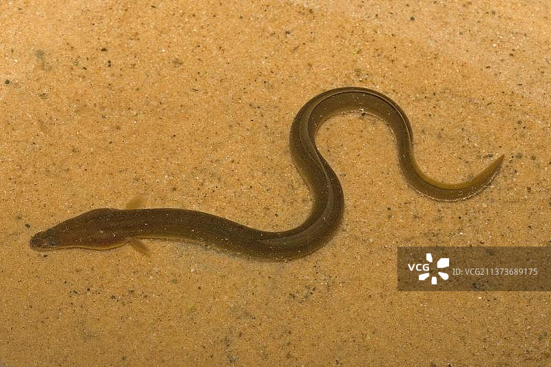 浅水沙地中的欧洲鳗鱼图片素材