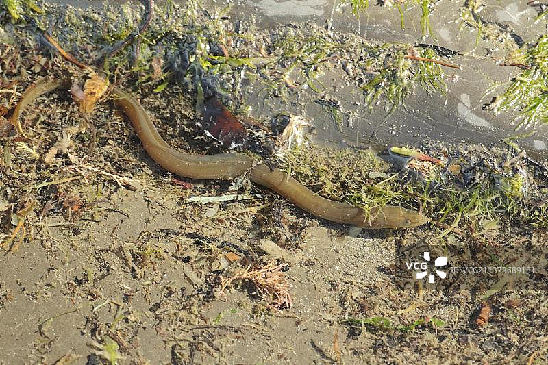 欧洲鳗鱼，在英国多塞特郡浅水中游泳图片素材