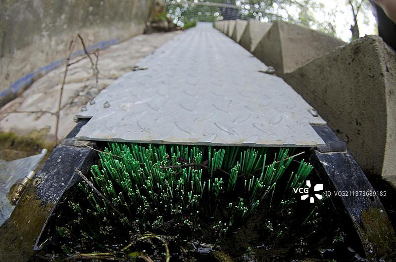 欧洲鳗鱼图片素材