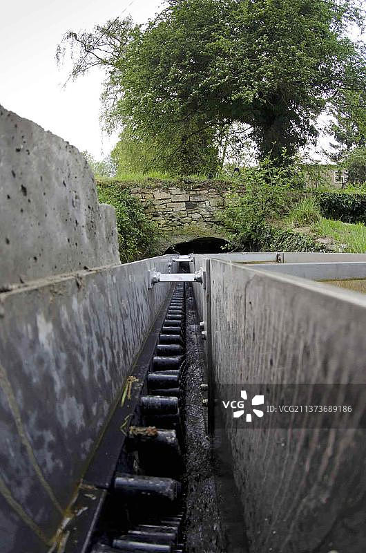 欧洲鳗鲡，在河流支流上的鳗鱼通道图片素材