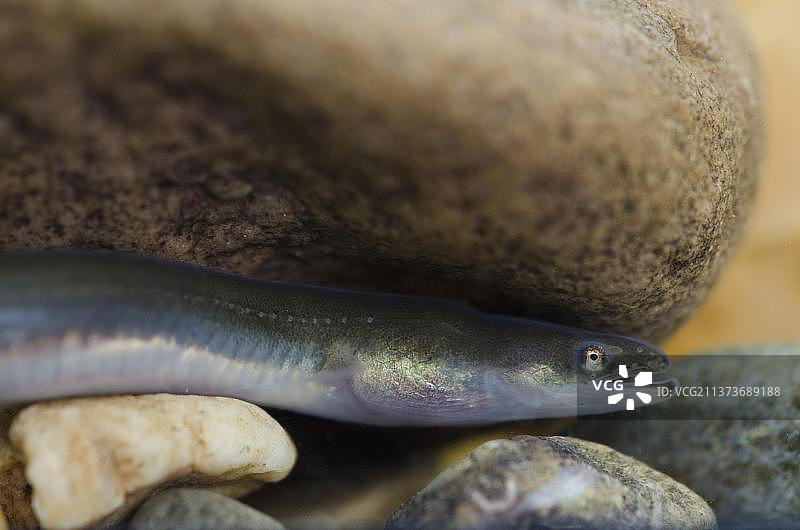 欧洲鳗鲡幼鱼头部特写，在诺丁汉郡的鱼缸中图片素材