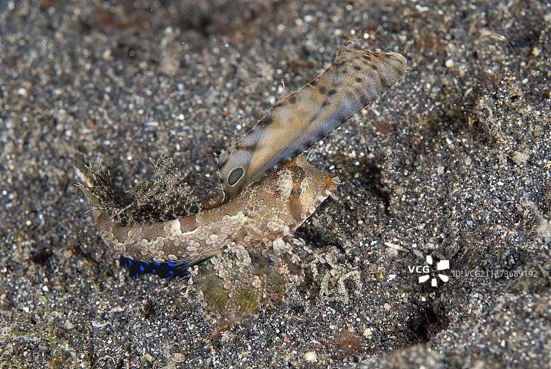 黑沙上的库伊特龙（Dactylopus kuiteri）成年个体，印度尼西亚苏拉威西岛伦贝海峡图片素材
