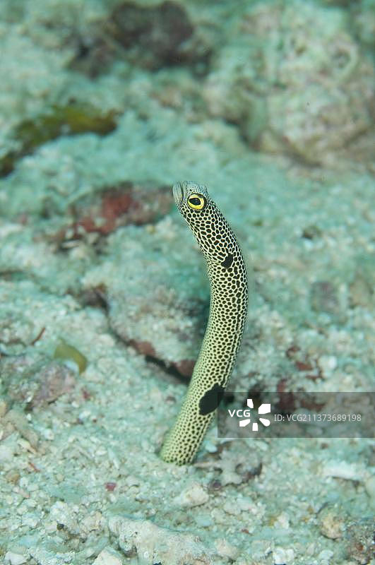 斑园鳗，成年鱼类图片素材