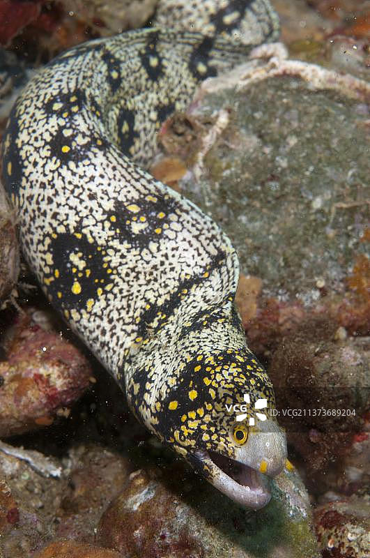 雪花海鳗（Echidna nebulosa）成年鳗鱼，在礁石上，安汶岛，马鲁古群岛，班达海，印度尼西亚，亚洲图片素材