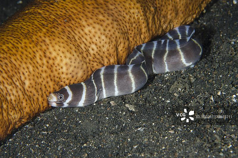 伦贝海峡的锁状幼年海鳝和海参，印度尼西亚苏拉威西岛图片素材