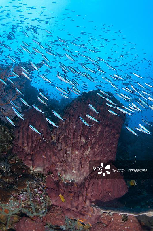 蓝条姬鲷成鱼群游弋在礁石栖息地，印度尼西亚班达海图片素材