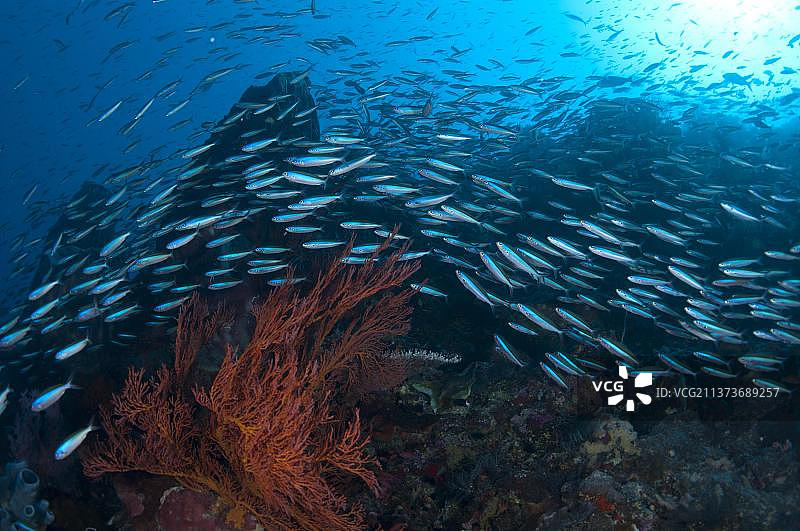 蓝条燕鱼（Pterocaesio tile）成鱼，在礁石栖息地群游，Gunung Api，班达湖，印度尼西亚，亚洲图片素材