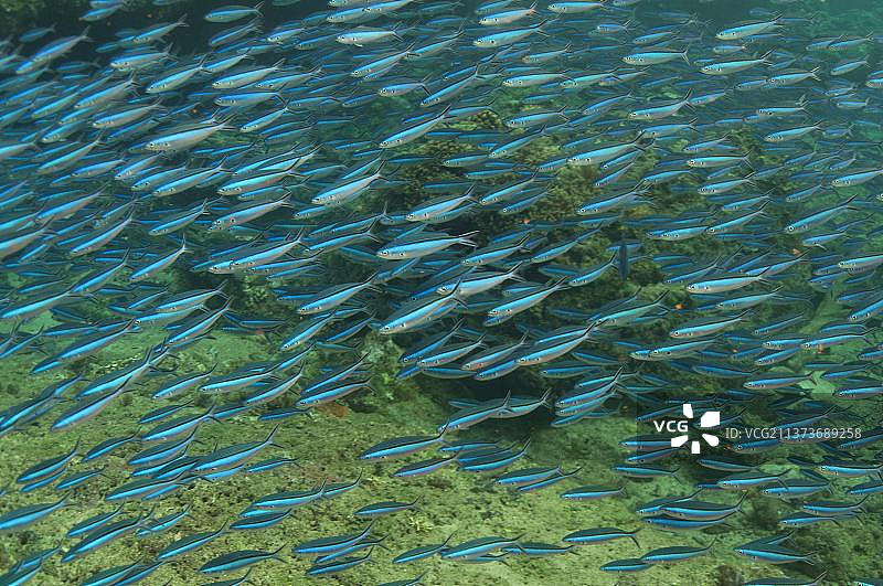 蓝条燕鱼群游弋（印度尼西亚马鲁古省小巽他群岛韦塔岛）图片素材