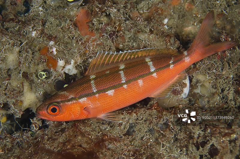 双带姬鲷图片素材