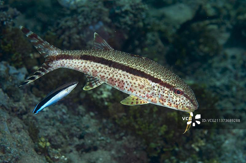 有雀斑的副鲹和蓝条清洁鱼图片素材