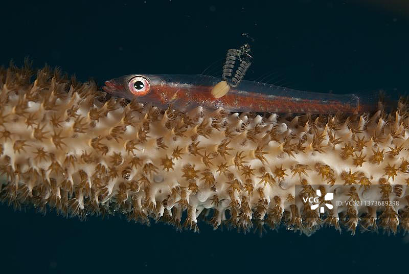 大型鞭子虾虎鱼与雌性寄生桡足类动物，栖息在鞭珊瑚上，印度尼西亚苏拉威西岛图片素材