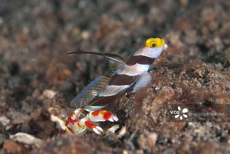 黄鼻虾虎鱼和兰德尔枪虾，位于印度尼西亚苏拉威西岛伦贝海峡图片素材