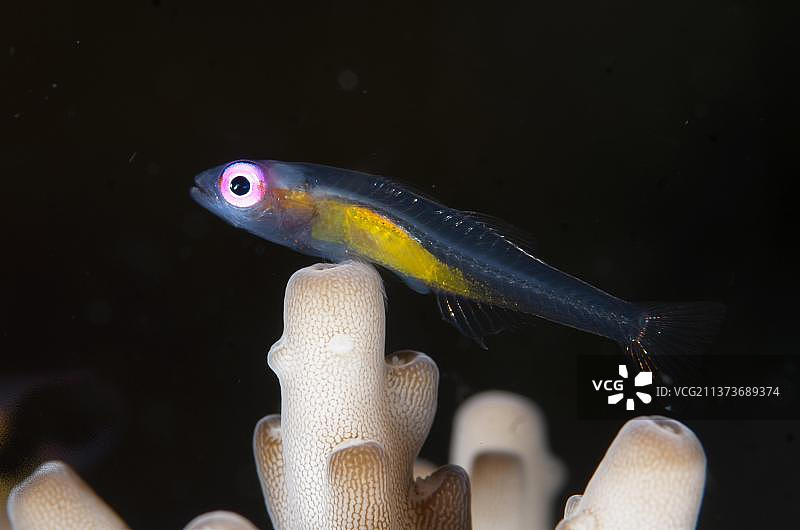 红眼悬停虾虎鱼栖息在珊瑚上，印度尼西亚苏拉威西岛伦贝海峡图片素材