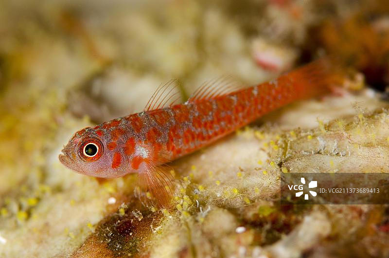 印度尼西亚蓝碧海峡的灰胡子鰕虎鱼图片素材