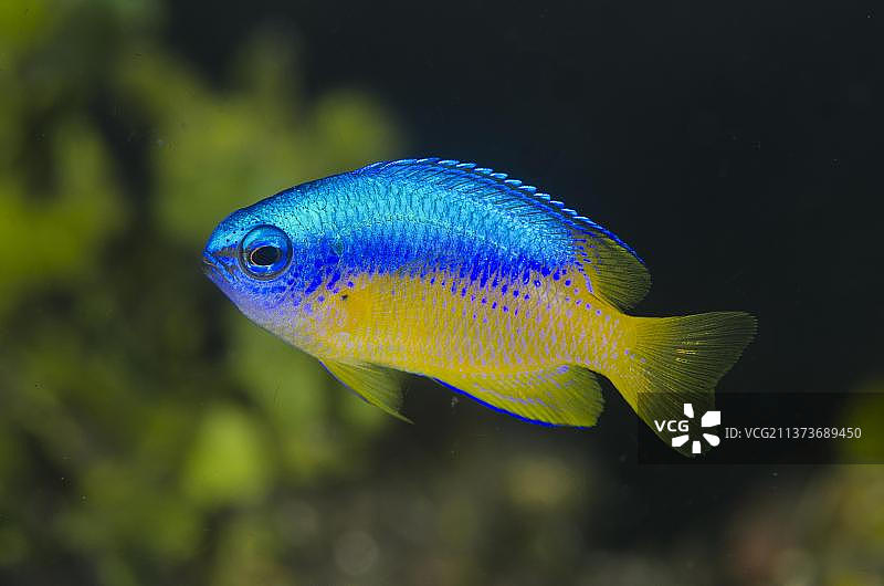 金腹雀鲷(Pomacentrus auriventris)成年鱼,正在游泳,蓝碧海峡,苏拉威西岛,大巽他群岛,印度尼西亚,亚洲图片素材