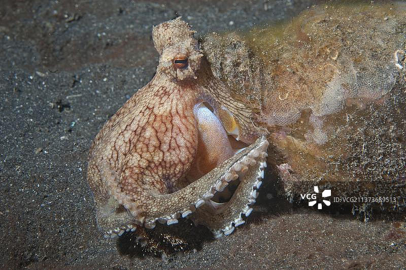 椰子章鱼（条纹蛸），栖息于瓶中，在黑沙上捕捉寄居蟹图片素材