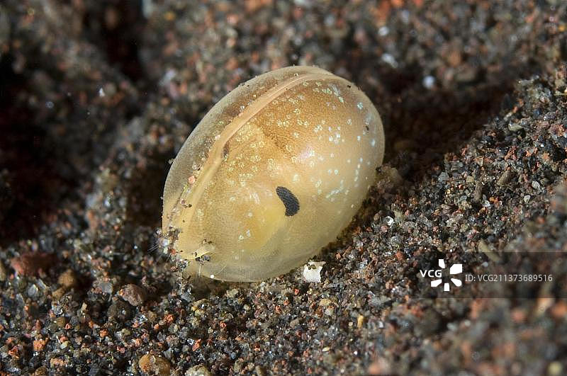 贝壳虫、甲壳类动物，印度尼西亚塞拉亚岛夜间沙地图片素材