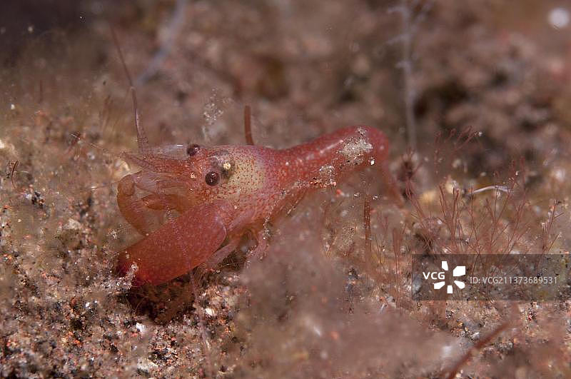 虾虎蟹，礁石，印尼巴厘岛图片素材