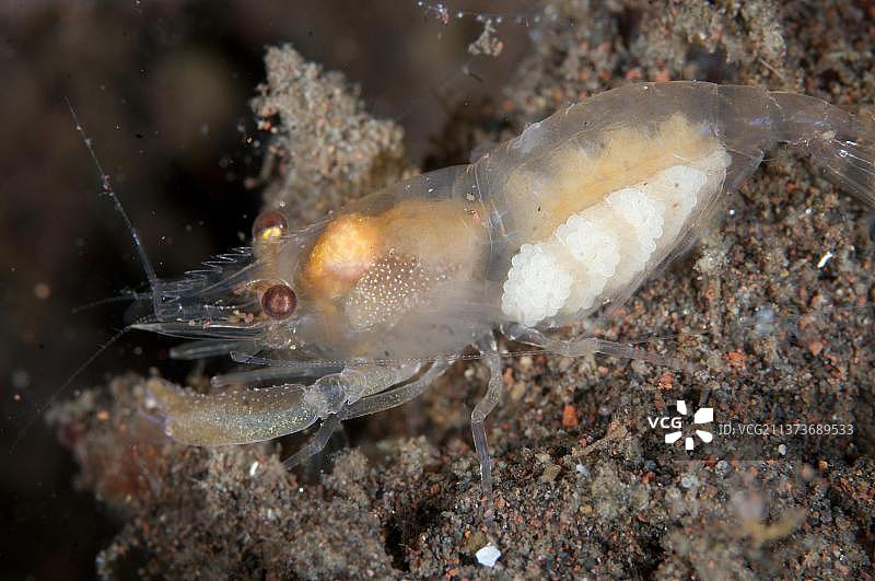 珊瑚礁沙地上携带卵的成年雌性德曼氏枪虾，印度尼西亚巴厘岛小巽他群岛图片素材
