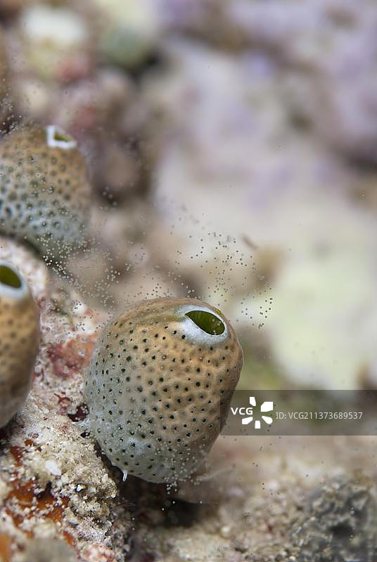 夜间海鞘（Tunicata sp.），位于印度尼西亚西巴布亚四王群岛的瓦伊尔巴坦岛图片素材