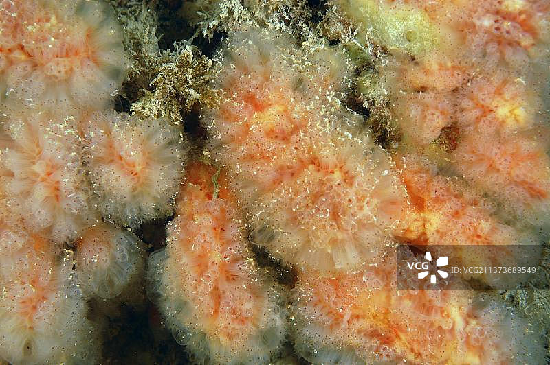 柄海鞘，英国多塞特郡斯瓦尼奇码头图片素材